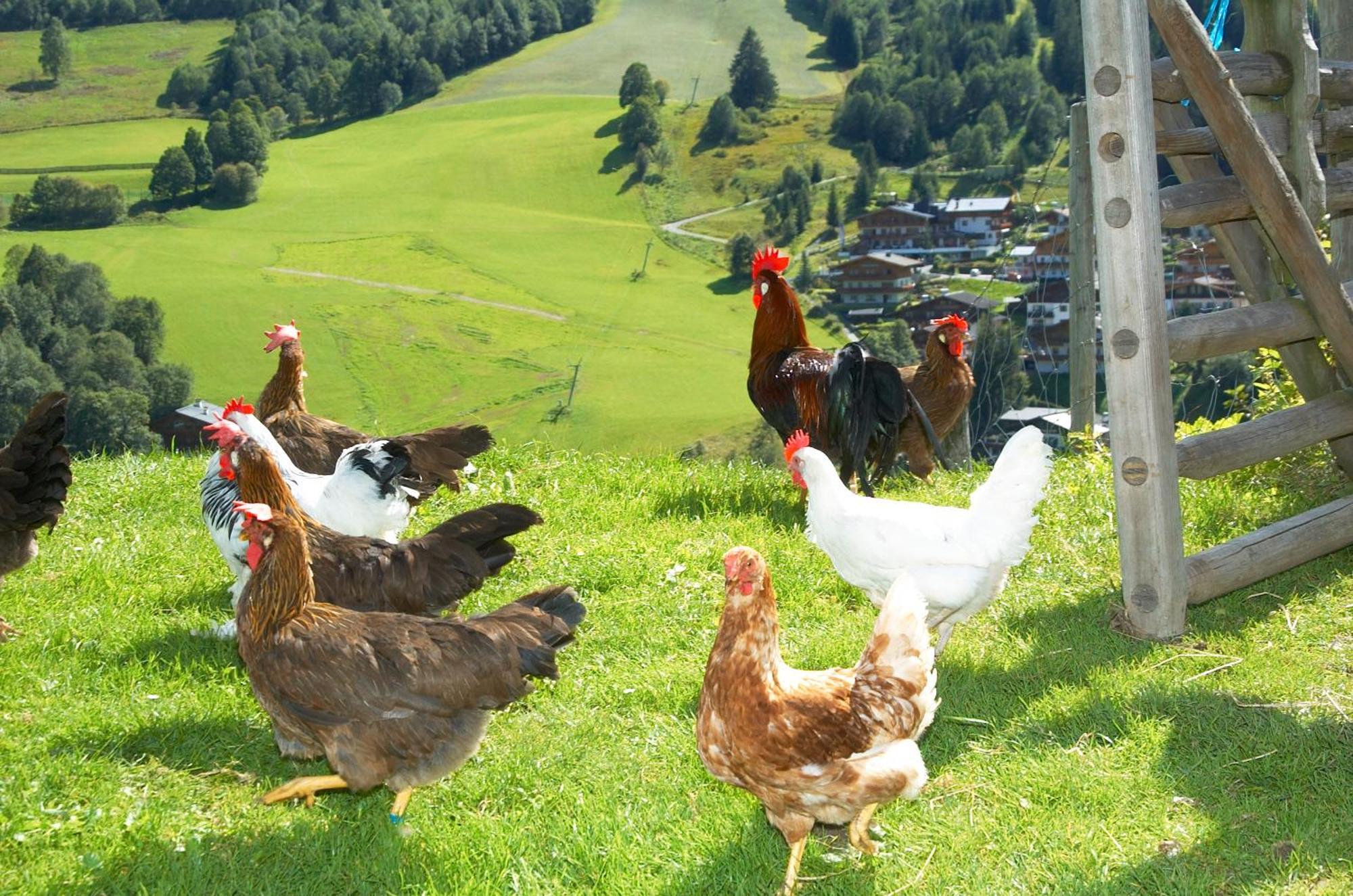 Feriengut Hasenau Aparthotel Saalbach-Hinterglemm Bagian luar foto